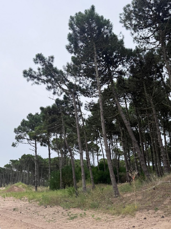 Terreno en venta - Bosques - Pinamar -